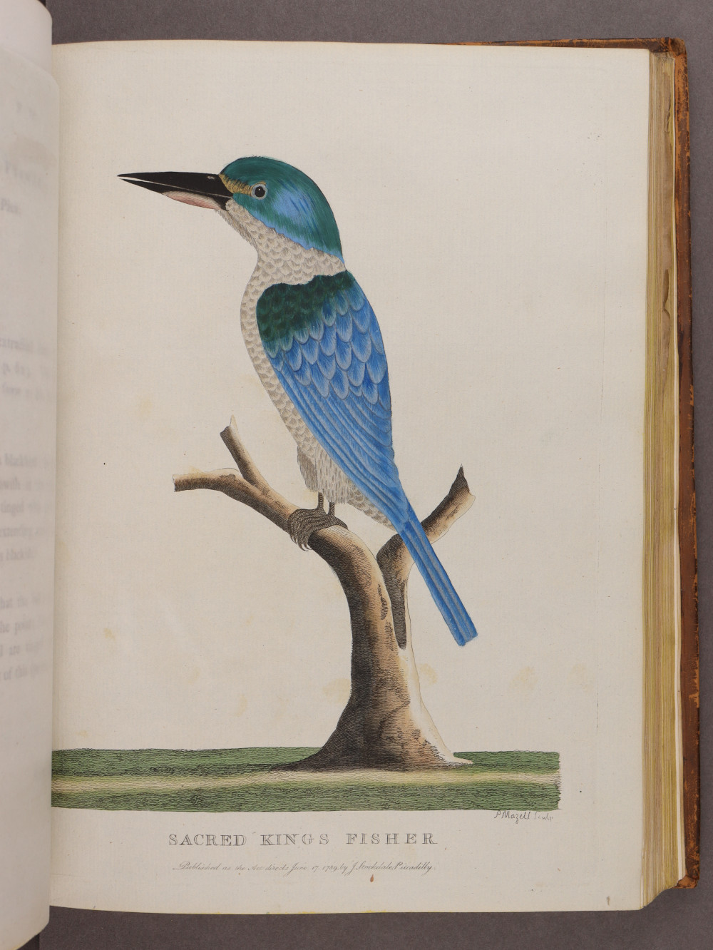 Plate 22